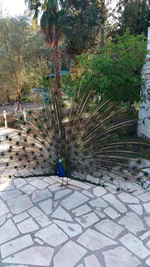 Отель Angels Garden Kumluca Экстерьер фото